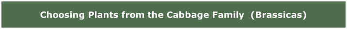 Choosing Plants from the&nbsp;Cabbage Family&nbsp; (Brassicas)