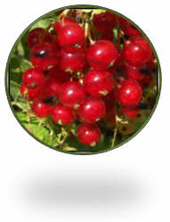 Choosing gooseberries and currants