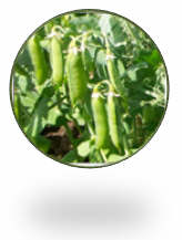 Choosing Peas and Beans