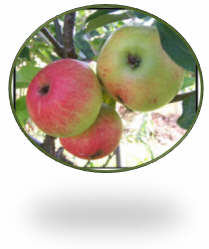 Choosing apples and pears