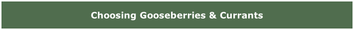Choosing Gooseberries & Currants