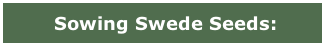 Sowing Swede Seeds: